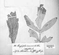 Erysiphe cruciferarum image